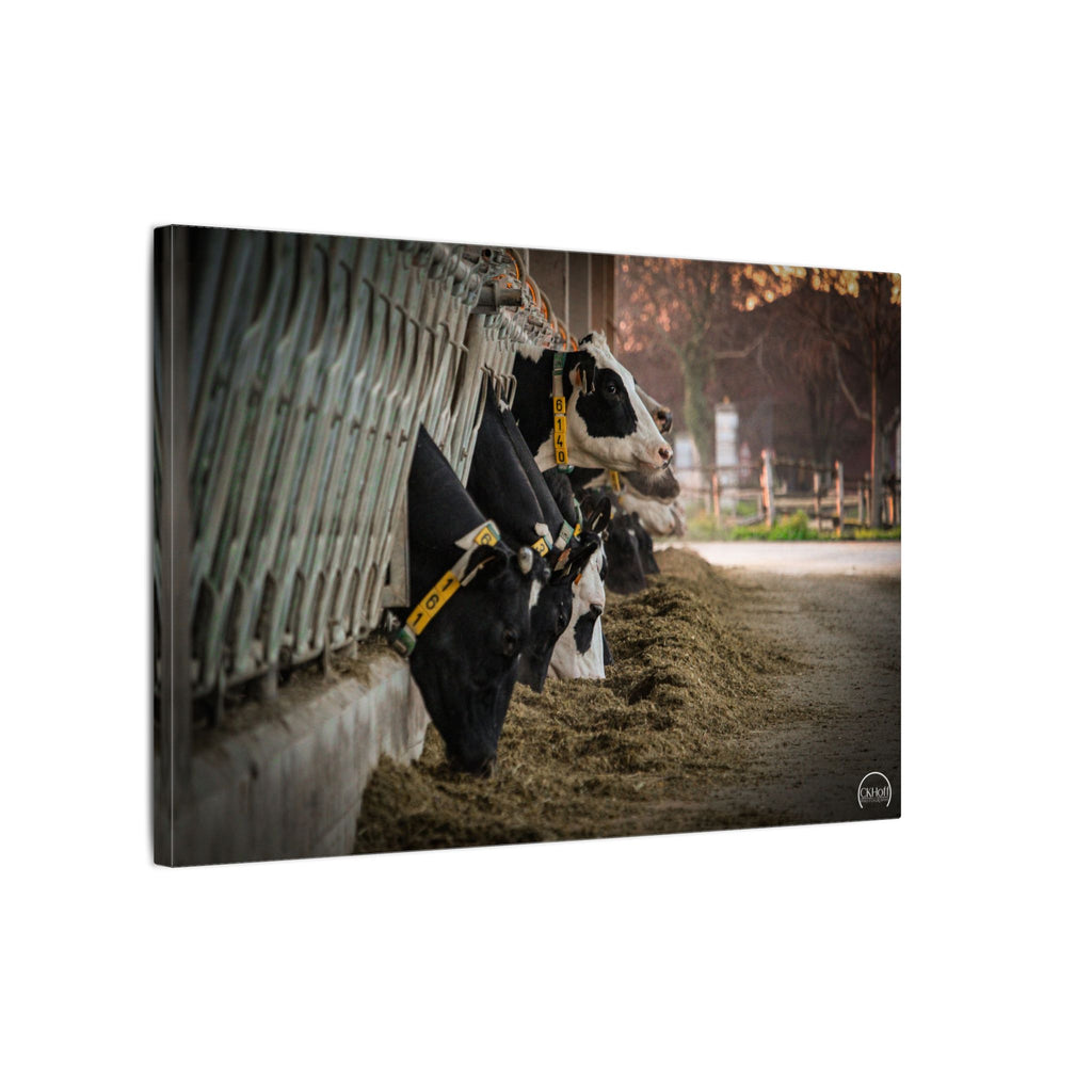Dairy Farm Canvas Print — Rustic Feeding Cows Wall Art (Matte Stretched)