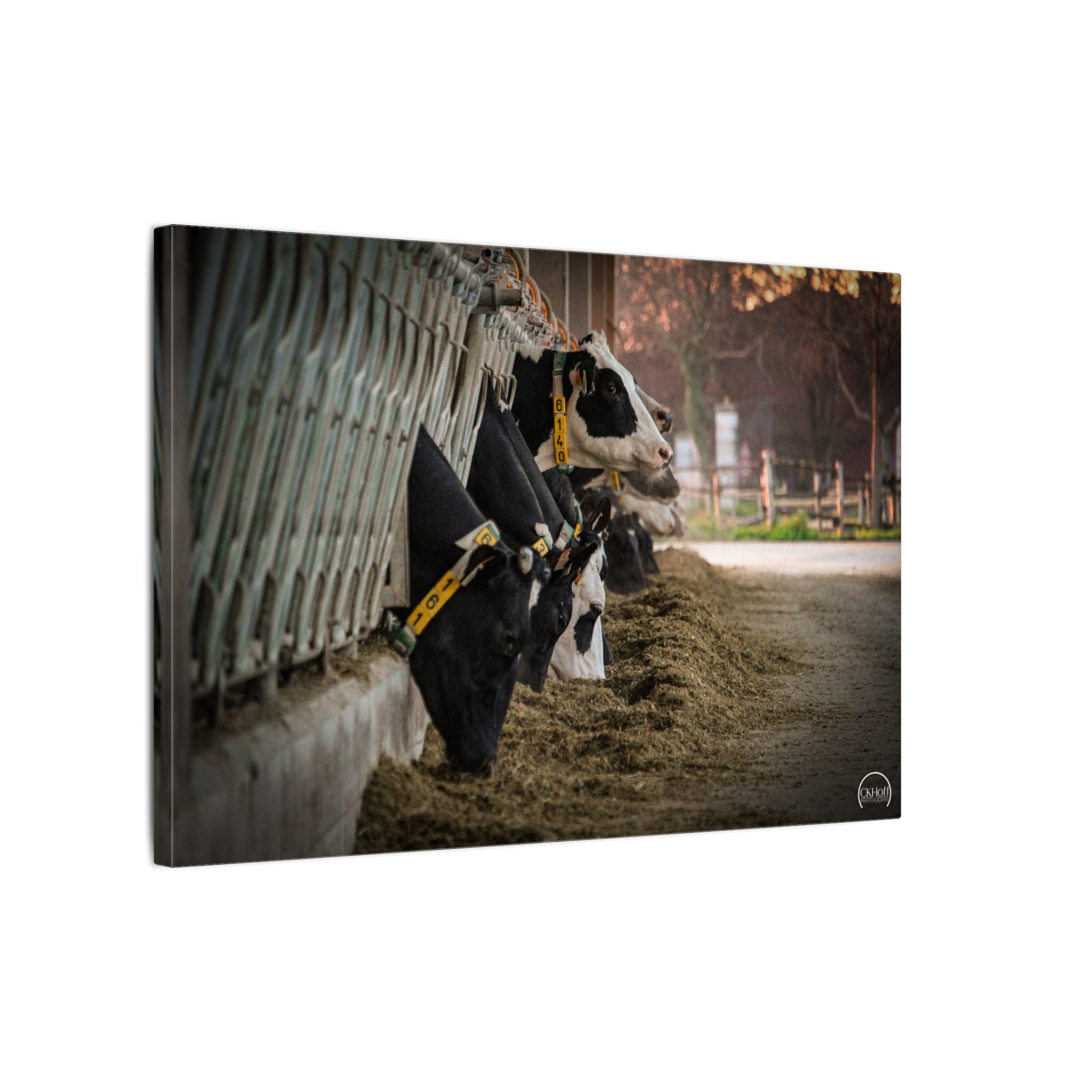 Dairy Farm Canvas Print — Rustic Feeding Cows Wall Art (Matte Stretched)