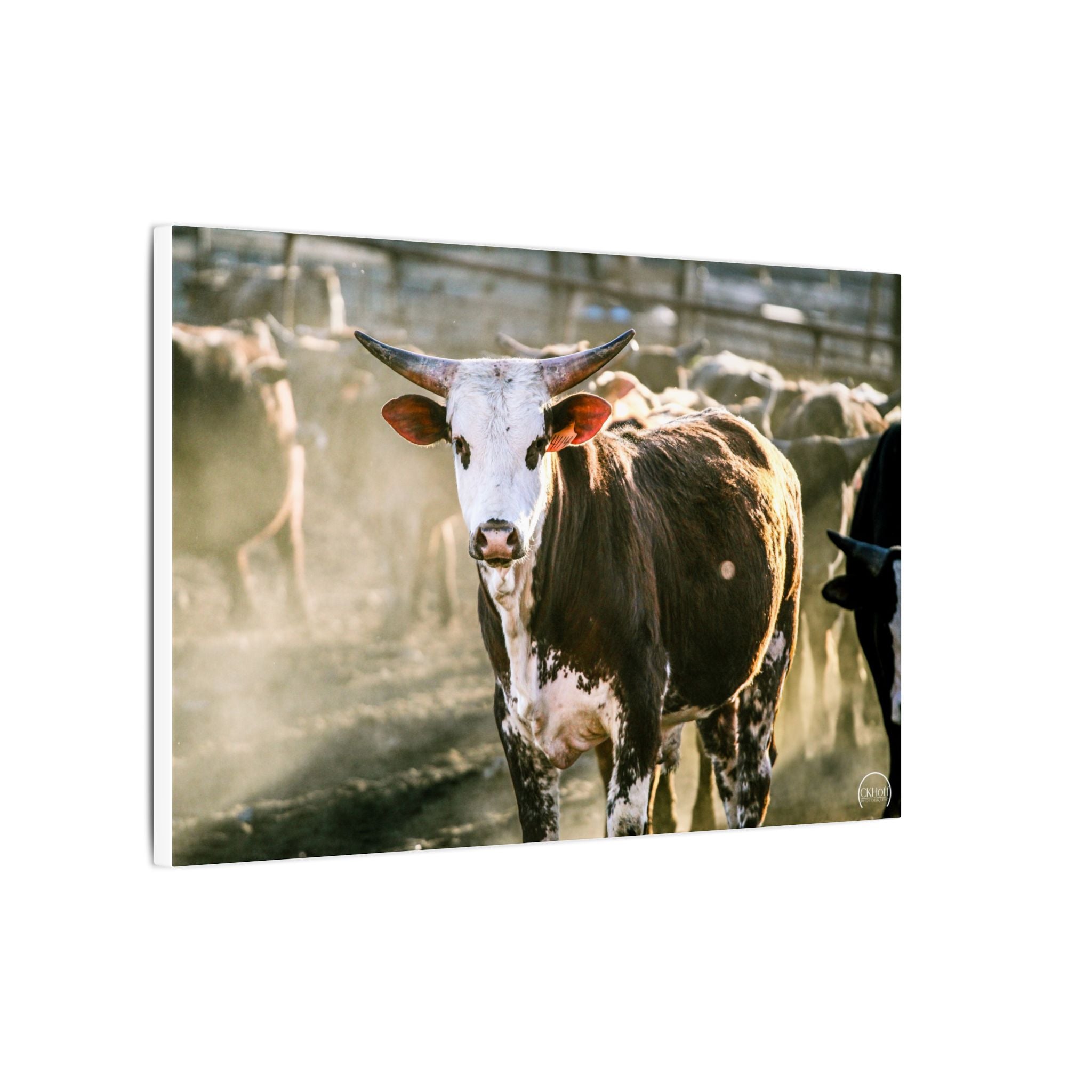 Bucking Bull Matte Canvas Print — Rustic Farmhouse Wall Art
