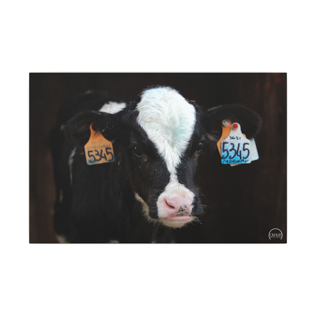 Calf Portrait Matte Canvas Wall Art — Black & White Cow Farm Photography