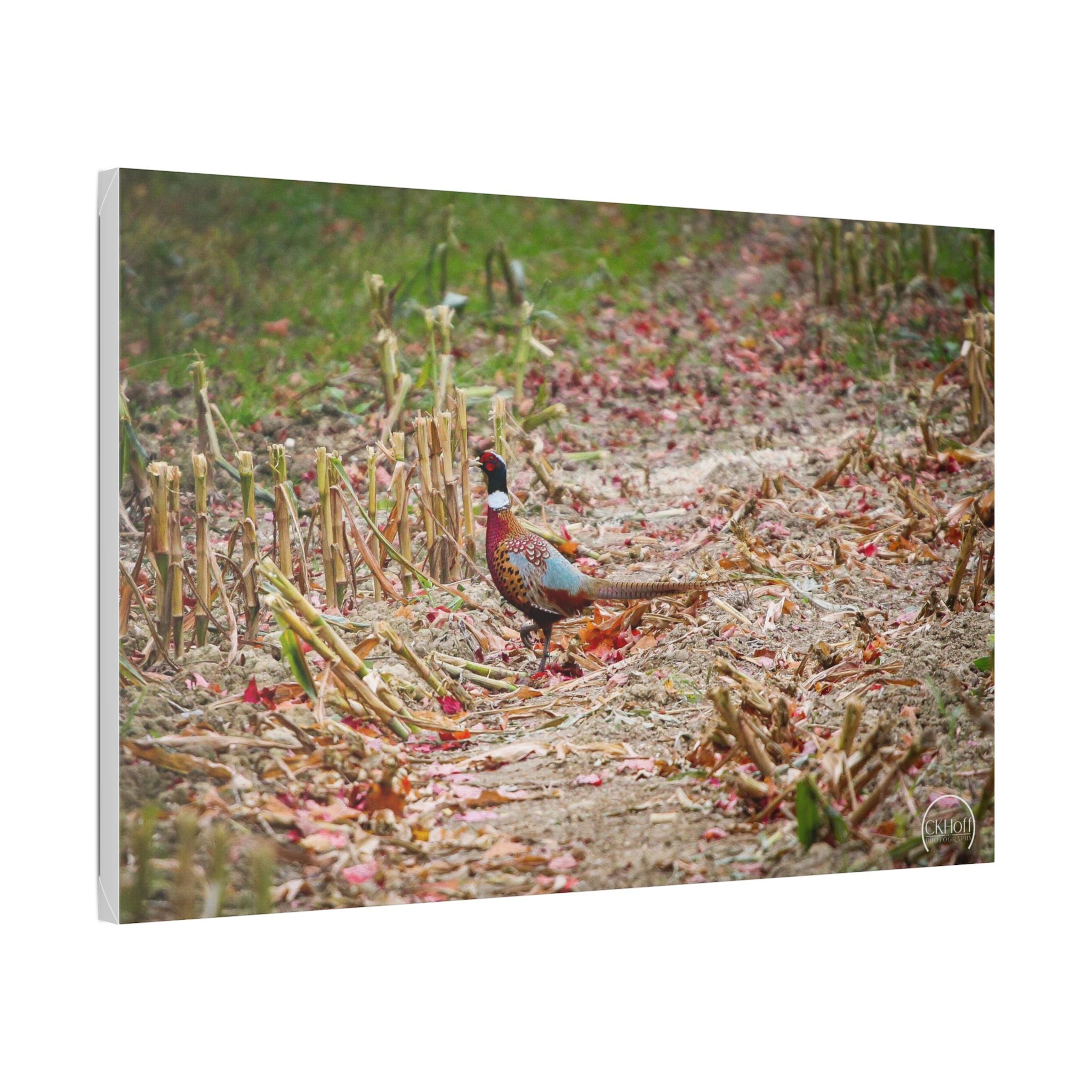 Pheasant in Fall Field Canvas Wall Art — Rustic Wildlife Photography Stretched Canvas